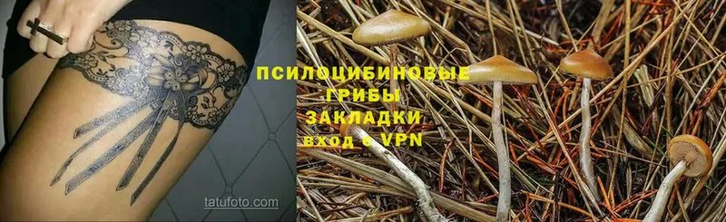 мега ссылки  Корсаков  Галлюциногенные грибы Psilocybe 